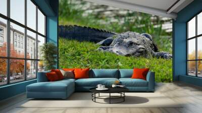 Gator zoom Wall mural