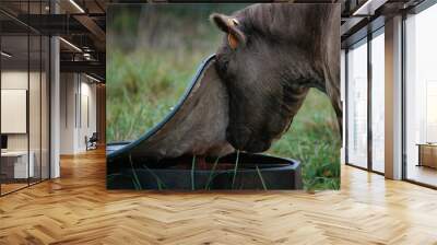 Closeup shot of a brown cattle drinking water in the meadow Wall mural