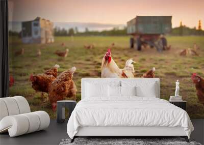 happy free range organic chicken in the meadow Wall mural