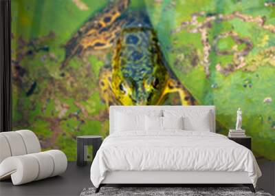 green frog on lily leaf floating in a pond Wall mural