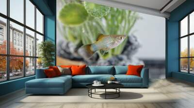 tetra fish pet swimming in aquarium water fish-tank petshop animal Wall mural