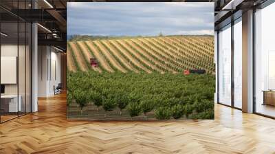 A panoramic view of rolling hills with 2 farm vehicles driving through a field of sapling hazelnut trees under a pale blue clouded sky Wall mural