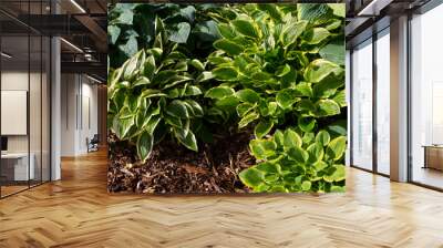 An isolated overhead view of a mix of hosta plants Wall mural