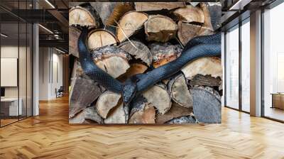 A beautiful black rat snake curled up on a pile of  split logs Wall mural