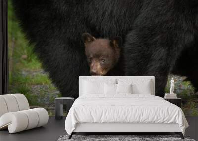 Baby black bear hides under it's mother bear as it looks at the camera feeling safe. Wall mural