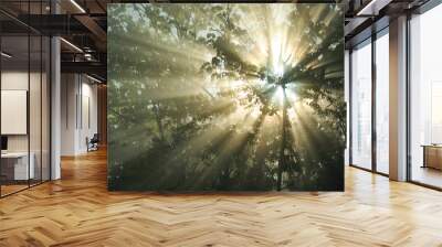 Beautiful sun rays break through the fog shining through the trees Wall mural