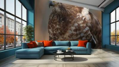 Broad Winged Hawk Wall mural