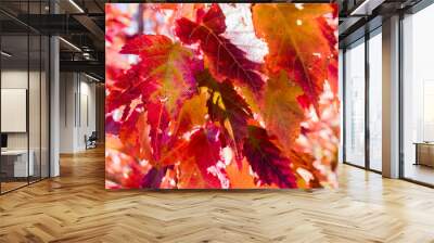 Red Autumn Leaves  Wall mural