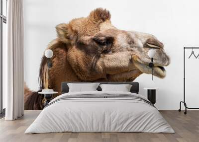 brown camel isolated on white Wall mural