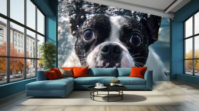 Underwater Dog Portrait: Playful French Bulldog Splashing Wall mural