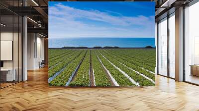 A strawberry field with the pacific ocean in the background. California Wall mural