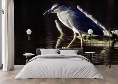 Bihoreau gris, Héron bihoreau,.Nycticorax nycticorax, Black crowned Night Heron Wall mural