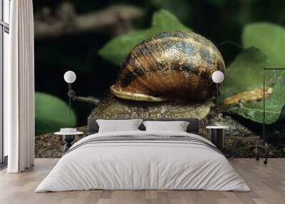 Escargot gros gris; helix aspersa maxima Wall mural