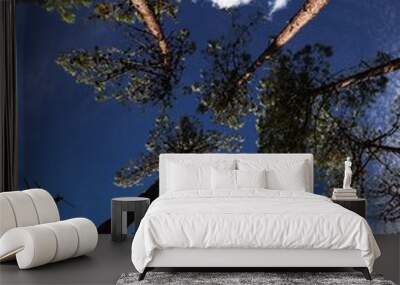 sky and tree Wall mural