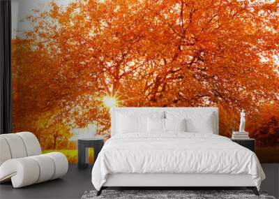 Beautiful autumn tree with fallen dry leaves Wall mural