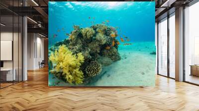 Beautiful coral reef with sealife Wall mural