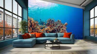 Underwater shot of vivid coral reef with beautiful fauna and flora. Wall mural