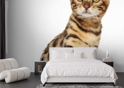 Bengal kitten on white background Wall mural