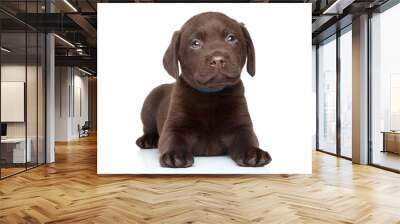 Brown Labrador puppy portrait Wall mural