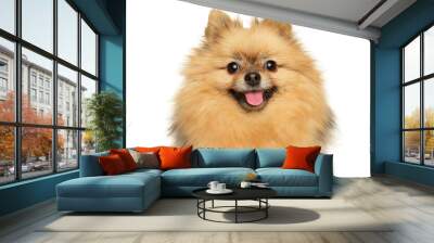 Close-up portrait of a happy Pomeranian Wall mural