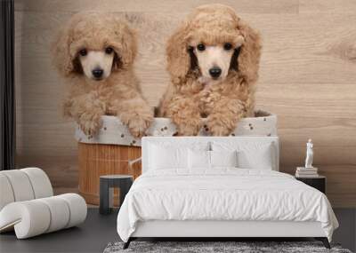 Dwarf poodle puppy in basket Wall mural