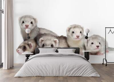 ferret puppies on a white background Wall mural