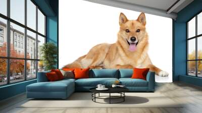 Finnish spitz portrait Wall mural