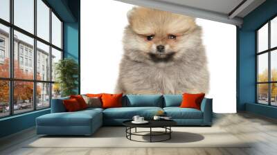 Fluffy Pomeranian Puppy Sitting on White Background Wall mural