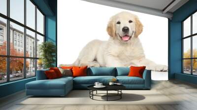 Golden Retriver puppy on white background Wall mural