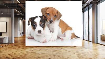 Jack Russel terrier puppies Wall mural