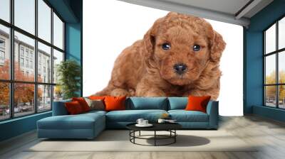 Poodle Puppy portrait Wall mural