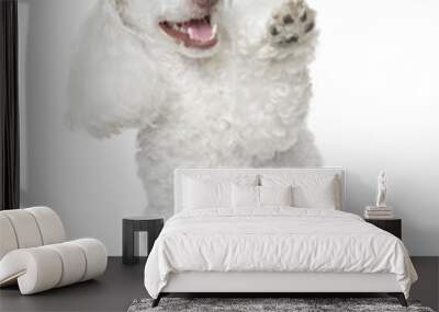 White Toy Poodle gives that a paw Wall mural