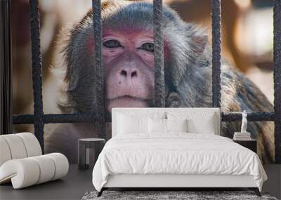 The monkey is in a cage. Wall mural