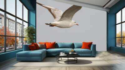 This photograph features a Brown-headed Gull in flight over the coastal waters of Odisha. With its distinctive brown head and white body, the gull gracefully soars above the ocean Wall mural