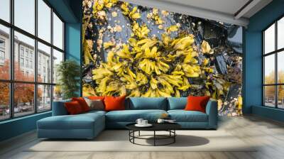 Yellow Seaweed Wall mural