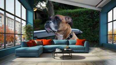 big dog in a convertible car Wall mural