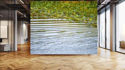 Boat wake ripples in the Florida Everglades water Wall mural