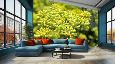 Aromatic, natural, green and yellow fennel flower plant. Growing organically in nature. Bees use in the pollination process Wall mural