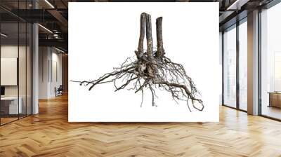 Root . Tree root. Tree stump. Roots of tree isolated on white background. Wall mural