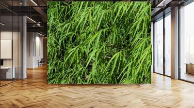 Bamboo green leaves for natural background Wall mural