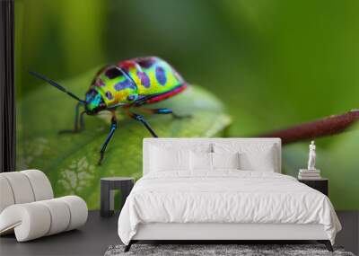 close up of beetle on green leave and blurred nature background Wall mural