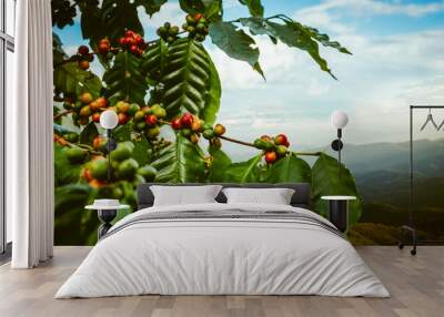 Coffee tree with fresh arabica coffee bean in coffee plantation on the mountain at northern of Chiang Rai, Thailand. Wall mural