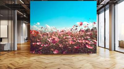 Landscape vintage nature background of cosmos flower field with sunlight blue sky. vintage color tone Wall mural