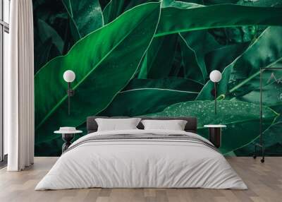 Large foliage of tropical leaf in dark green with rain water drop texture,  abstract nature background Wall mural