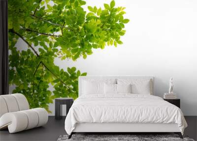 tree branch with green leaf isolated for object and retouch design. Wall mural