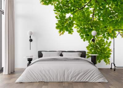 tree branch with green leaf isolated for object and retouch design. Wall mural