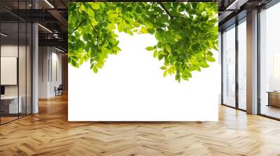 Tree branch with green leaf isolated for object and retouch design. Wall mural