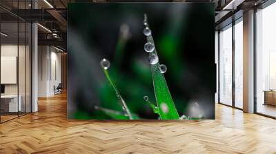 Dew drop on the grass Wall mural