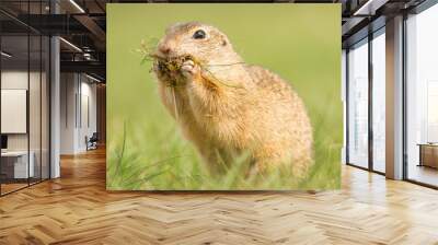 Cute ground squirrel in the natural environment, wildlife, natural habitat, Europe, Spermophilus citellus, close up Wall mural