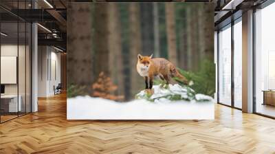 Cute Red fox in the natural environment, Vulpes vulpes, Europe Wall mural